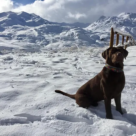 Bosque. Con Vistas A Pistas. Pirineos360 Formigal