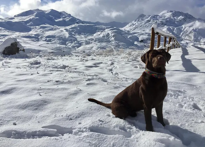 Bosque. Con Vistas A Pistas. Pirineos360 Formigal
